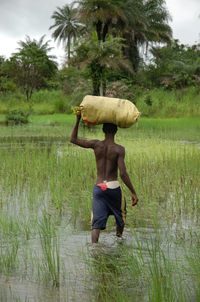 Masanga Sierra Leone - Ris mark og sæk på hoved 