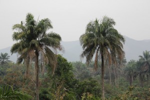 Junglen omkring Masanga
